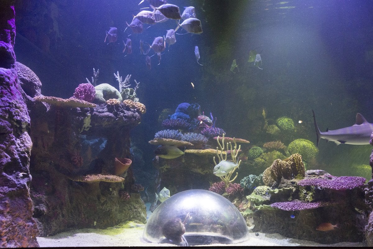 Shreveport Aquarium - Gallery Image 3